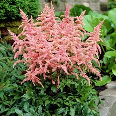 Астильба БРЕССИНГЕМ БЬЮТИ Арендса  Астильба БРЕССИНГЕМ БЬЮТИ Арендса в Орле