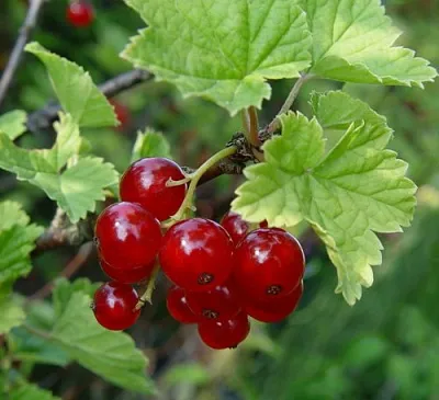 Смородина альпийская ШМИДТ  Смородина альпийская ШМИДТ в Орле