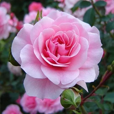 Саженцы роз БОНИКА флорибунда  Саженцы роз БОНИКА флорибунда в Орле