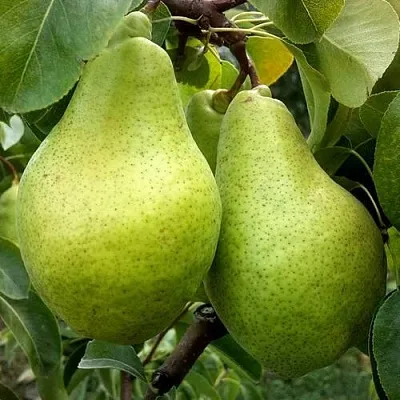 Груша НОЯБРЬСКАЯ ЗИМНЯЯ  Груша НОЯБРЬСКАЯ ЗИМНЯЯ в Орле