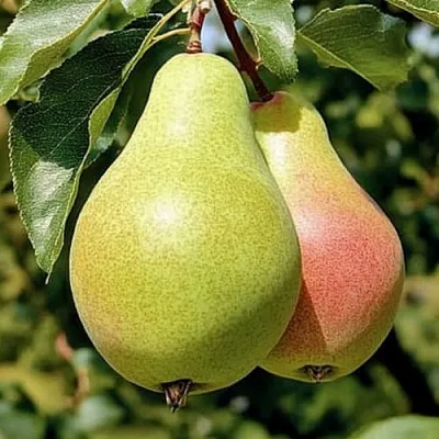 саженцы груши саженцы груши