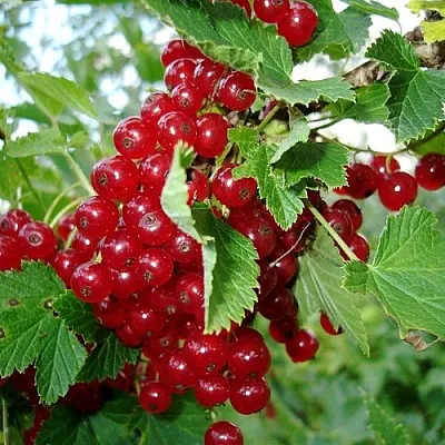 Смородина красная ГОЛЛАНДСКАЯ КРАСНАЯ  Смородина красная ГОЛЛАНДСКАЯ КРАСНАЯ в Орле