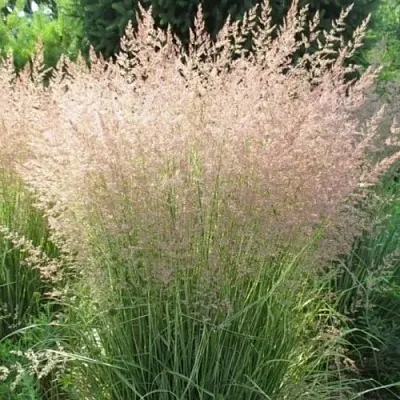 Вейник ОВЕРДАМ остроцветковый  Вейник ОВЕРДАМ остроцветковый в Орле