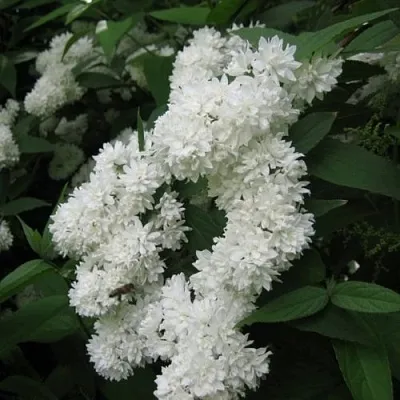 Дейция КАНДИДИССИМА шершавая  Дейция КАНДИДИССИМА шершавая в Орле