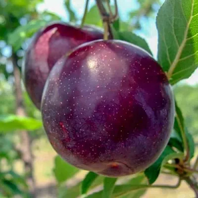 Слива АНЖЕЛИНО  Слива АНЖЕЛИНО в Орле