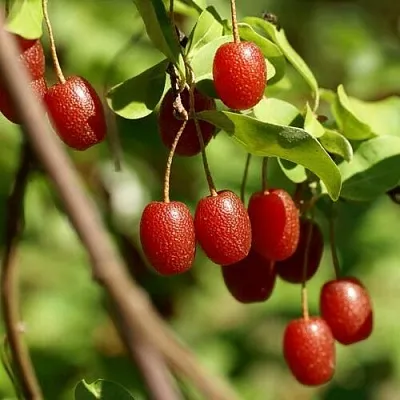 саженцы гуми