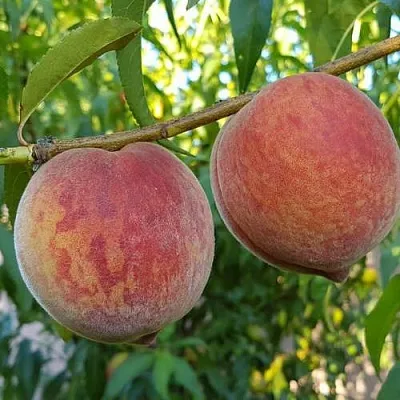 Персик КОНДОР  Персик КОНДОР в Орле