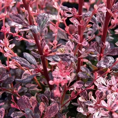 Барбарис АРЛЕКИН тунберга  Барбарис АРЛЕКИН тунберга в Орле