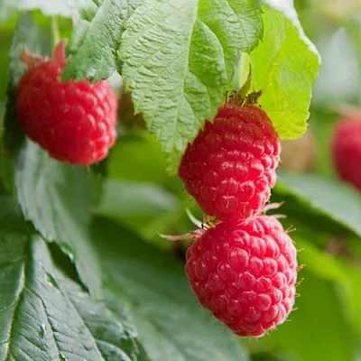 Малина МАРАВИЛЛА  Малина МАРАВИЛЛА в Орле