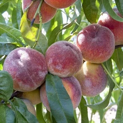 Персик ЗАРМЕНЮ  Персик ЗАРМЕНЮ в Орле