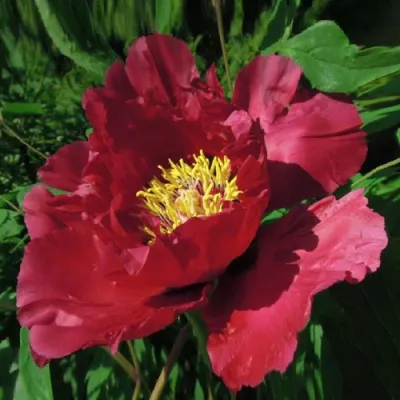 Пион КРАСНЫЙ ЛОТОС древовидный в Орле