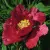 Пион КРАСНЫЙ ЛОТОС древовидный — описание сорта Пион КРАСНЫЙ ЛОТОС древовидный в Орле