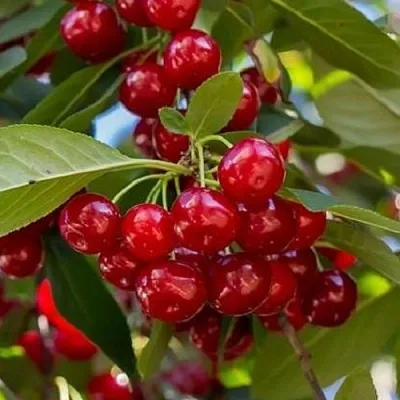 Вишня ГИРЛЯНДА  Вишня ГИРЛЯНДА в Орле