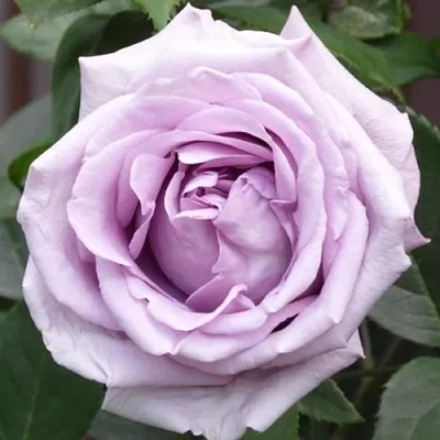 Саженцы роз ИНДИГОЛЕТТА плетистая  Саженцы роз ИНДИГОЛЕТТА плетистая в Орле