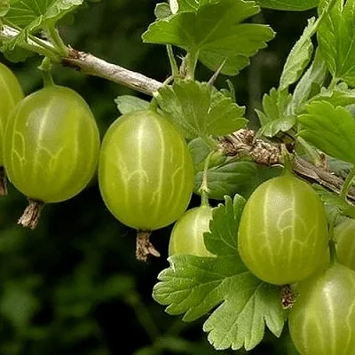 Крыжовник УРАЛЬСКИЙ БЕСШИПНЫЙ  Крыжовник УРАЛЬСКИЙ БЕСШИПНЫЙ в Орле