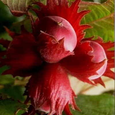 Фундук БАГРЯНЕЦ  Фундук БАГРЯНЕЦ в Орле