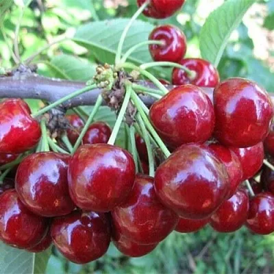 Вишня ДЕСЕРТНАЯ МОРОЗОВОЙ  Вишня ДЕСЕРТНАЯ МОРОЗОВОЙ в Орле