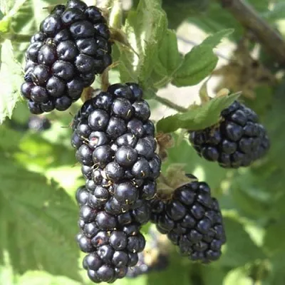 Ежемалина МАРИОН  Ежемалина МАРИОН в Орле