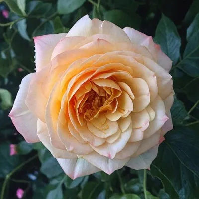 Саженцы роз АБЕЙ ДЕ СЕНТ-АМАН шраб  Саженцы роз АБЕЙ ДЕ СЕНТ-АМАН шраб в Орле