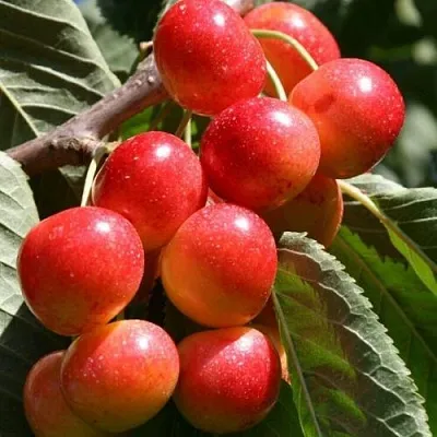 Черешня ГАСТИНЕЦ  Черешня ГАСТИНЕЦ в Орле