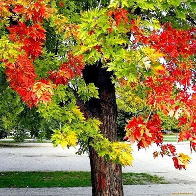 Клен  Клен в Орле