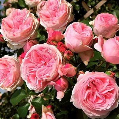 Саженцы роз ДЖАРДИНА плетистая  Саженцы роз ДЖАРДИНА плетистая в Орле