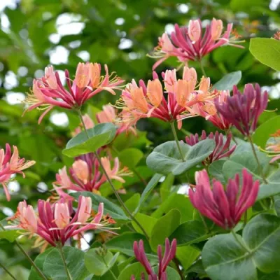 Жимолость ГЕКРОТА в Орле