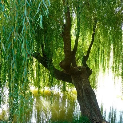 Ива  Ива в Орле