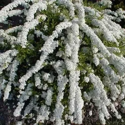 Спирея АРГУТА  Спирея АРГУТА в Орле