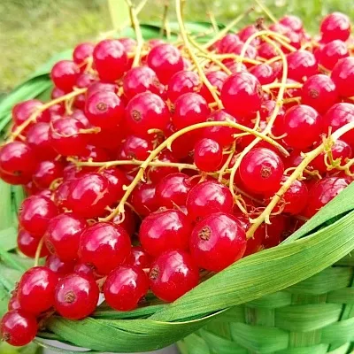 Красная  Красная в Орле