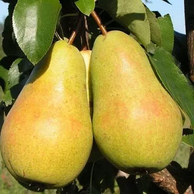 Груша ЧИЖОВСКАЯ  Груша ЧИЖОВСКАЯ в Орле