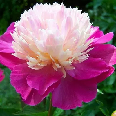 Пион ГЕЙ ПАРИ травянистый  Пион ГЕЙ ПАРИ травянистый в Орле