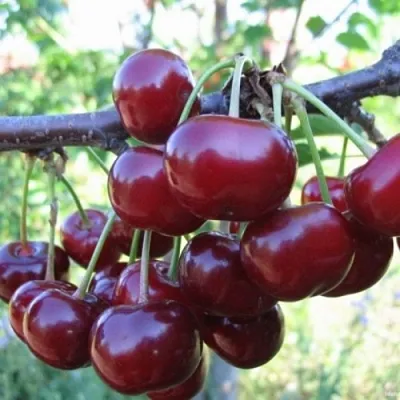 Вишня НОРД СТАР  Вишня НОРД СТАР в Орле