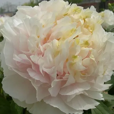 Пион ЗОЛОТОЙ ИЗУМРУД древовидный  Пион ЗОЛОТОЙ ИЗУМРУД древовидный в Орле