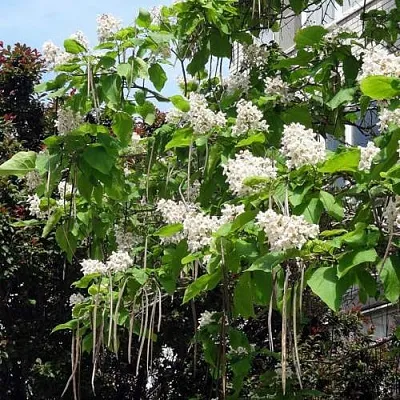 Катальпа  Катальпа в Орле