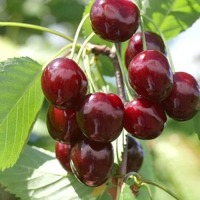 Черешня ОВСТУЖЕНКА  Черешня ОВСТУЖЕНКА в Орле