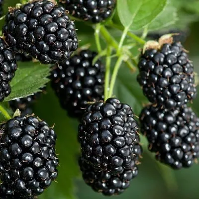 Ежевика ЧЕРНАЯ МАГИЯ ремонтантная  Ежевика ЧЕРНАЯ МАГИЯ ремонтантная в Орле