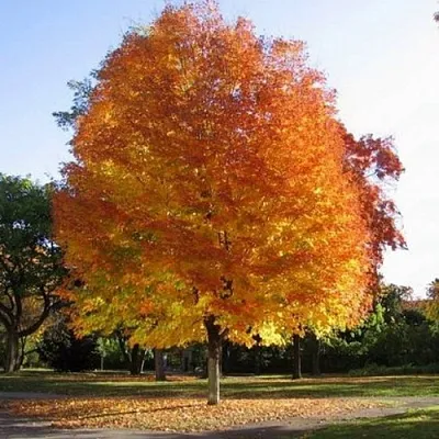 Клен серебристый  Клен серебристый в Орле