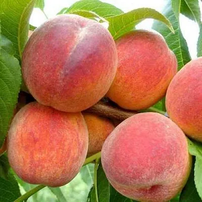 Персик ФЛЕМИНГ ФЬЮРИ  Персик ФЛЕМИНГ ФЬЮРИ в Орле