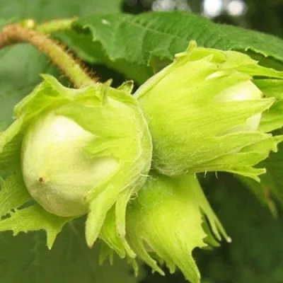 Фундук КАТАЛОНСКИЙ  Фундук КАТАЛОНСКИЙ в Орле