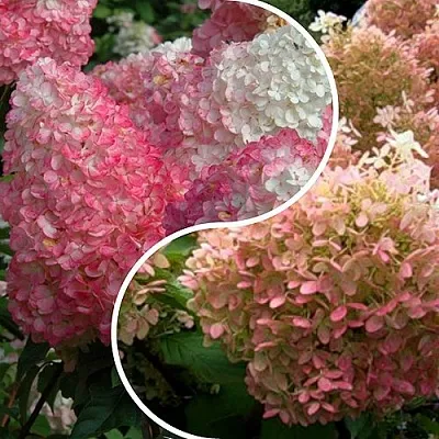 Комплект МАЛИНОВЫЙ ЗАКАТ в Орле