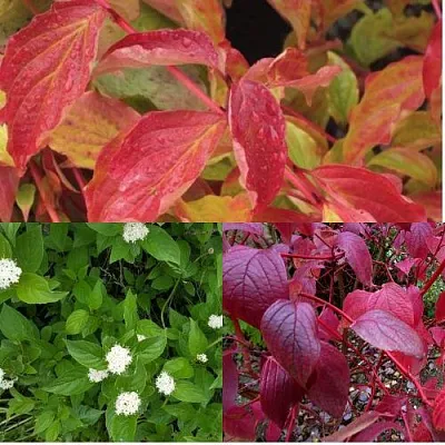 Комплект СЕВЕРНОЕ СИЯНИЕ в Орле