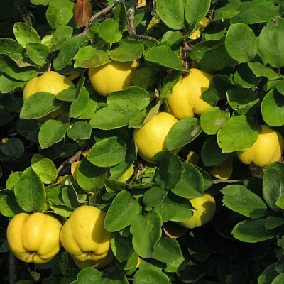 Айва  Айва в Орле