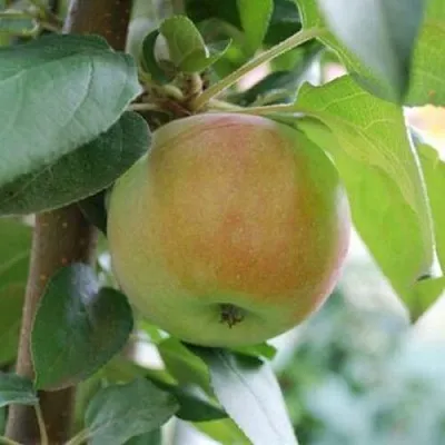 Яблоня ПОДСНЕЖНИК стелющаяся  Яблоня ПОДСНЕЖНИК стелющаяся в Орле