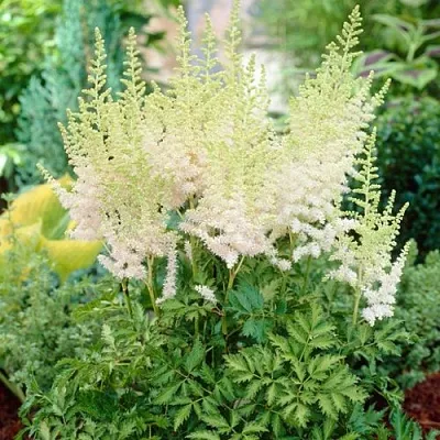 Астильба МИЛК ЭНД ХАНИ китайская  Астильба МИЛК ЭНД ХАНИ китайская в Орле