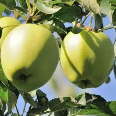 Яблоня САХАРНАЯ  Яблоня САХАРНАЯ в Орле