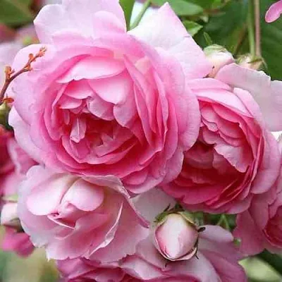 Саженцы роз ЖАСМИНА плетистая  Саженцы роз ЖАСМИНА плетистая в Орле