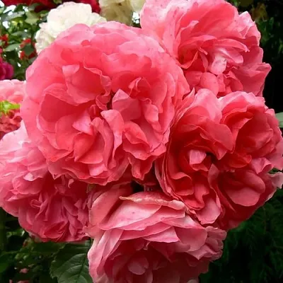 Саженцы роз РОЗЕУМ ЮТЕРСОН плетистая  Саженцы роз РОЗЕУМ ЮТЕРСОН плетистая в Орле