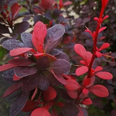 Барбарис РЕД ПИЛЛАР тунберга  Барбарис РЕД ПИЛЛАР тунберга в Орле