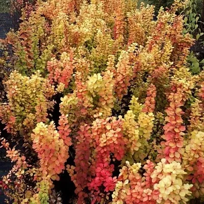 Барбарис САММЕР САНСЕТ тунберга  Барбарис САММЕР САНСЕТ тунберга в Орле